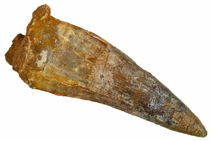 Real Fossil Spinosaurus Tooth - Large Dinosaur Tooth #328052